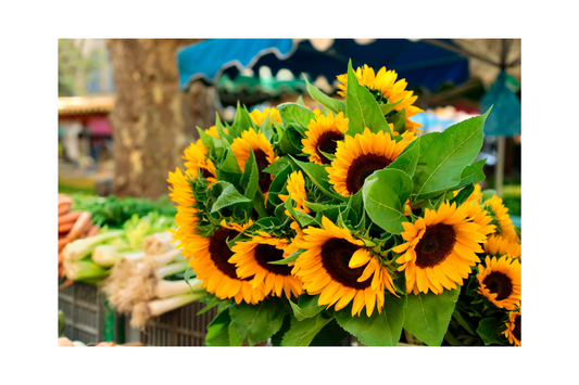 How To Buy Fresh Cut Flowers